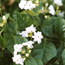 Arabian jasmine: Jasminum sambac Maid of Orleans