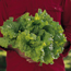 Loose-Leaf lettuce: Lactuca sativa Black Seeded Simpson