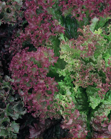 Looseleaf lettuce: Lactuca sativa Lollo Rossa
