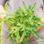 Looseleaf lettuce: Lactuca sativa Royal Oak Leaf
