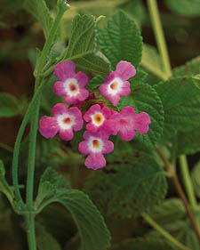 Weeping lantana: Lantana montevidensis