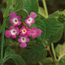 Weeping lantana: Lantana montevidensis