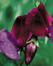 Sweet pea: Lathyrus odoratus Cupani Original