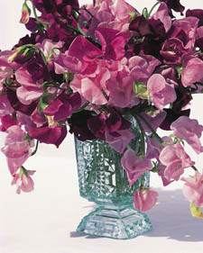 Sweet pea: Lathyrus odoratus Galaxy Hybrids