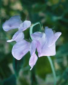 Sweet pea: Lathyrus odoratus Lady Grisel Hamilton