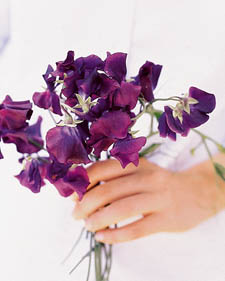 Sweet pea: Lathyrus odoratus Mammoth Navy Blue