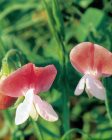 Sweet pea: Lathyrus odoratus Painted Lady