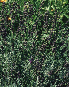 English lavender: Lavandula angustifolia Hidcote Purple