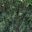 English lavender: Lavandula angustifolia Hidcote Purple