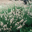 English lavender: Lavandula angustifolia Jean Davis