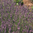 English lavender: Lavandula angustifolia