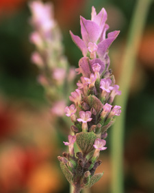 Fringed lavender: Lavandula dentata