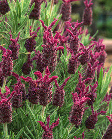 French lavender: Lavandula stoechas