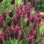 French lavender: Lavandula stoechas