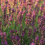 Grosso lavender