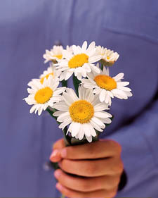 Shasta daisy: Leucanthemum x superbum Silver Princess