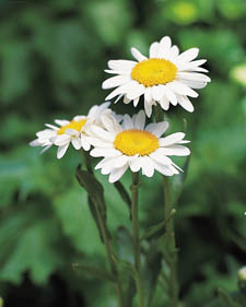 Shasta daisy: Leucanthemum x superbum Becky