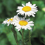 Shasta daisy: Leucanthemum x superbum Becky