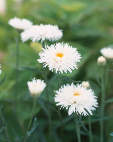 Shasta daisy: Leucanthemum x superbum Aglalia