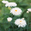 Shasta daisy: Leucanthemum x superbum Aglalia