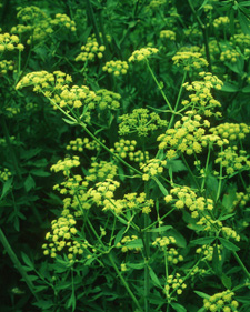Lovage: Levisticum officinale