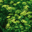 Lovage: Levisticum officinale