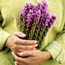 Gayfeather: Liatris spicata