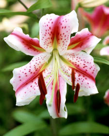 Hybrid lily: Lilium Hot Lips