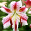 Hybrid lily: Lilium Hot Lips
