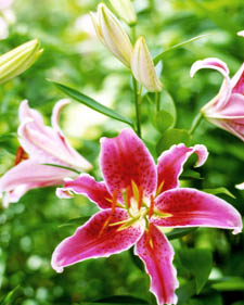 Hybrid lily: Lilium Stargazer