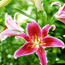 Hybrid lily: Lilium Stargazer