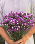 Purple statice: Limonium sinuatum Purple Monarch