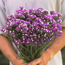 Purple statice: Limonium sinuatum Purple Monarch