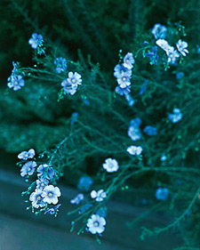 Perennial flax: Linum perenne