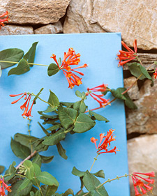 Honeysuckle: Lonicera x brownii Dropmore Scarlet