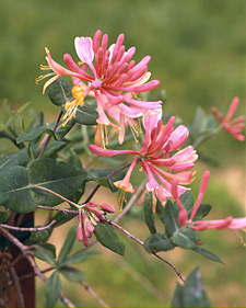 Goldflame honeysuckle: Lonicera x heckrottii