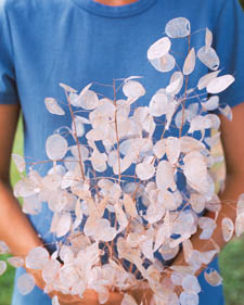 Money plant: Lunaria annua