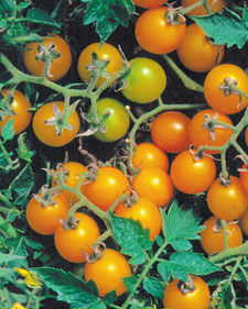 Currant tomato: Lycopersicon esculentum Broad Ripple Yellow Currant
