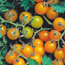 Currant tomato: Lycopersicon esculentum Broad Ripple Yellow Currant