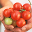 Tomato: Lycopersicon esculentum Sweet Cluster