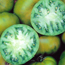 Tomato: Lycopersicon esculentum Tasty Evergreen