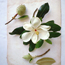 Southern magnolia: Magnolia grandiflora Saint Mary