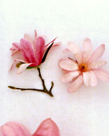 Magnolia: Magnolia kobus var. loebneri Leonard Messel