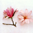 Magnolia: Magnolia kobus var. loebneri Leonard Messel