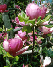 Saucer magnolia: Magnolia x soulangiana Lennei