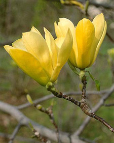 Hybrid magnolia: Magnolia x Butterflies