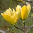 Hybrid magnolia: Magnolia x Butterflies