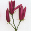 Hybrid magnolia: Magnolia x Susan