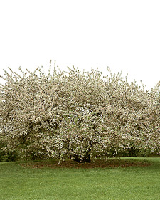 Japanese flowering crabapple: Malus floribunda