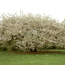 Malus floribunda
